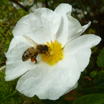 Bees 150