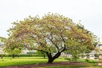 Judas tree 150